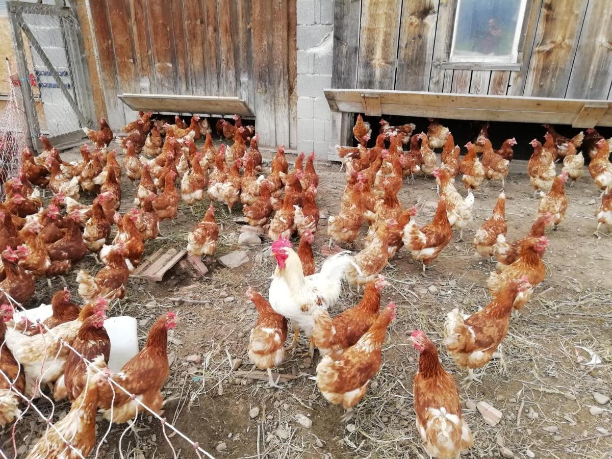 Stockreutehof Daire Sulzberg  Dış mekan fotoğraf